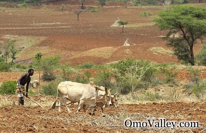 Farmer Plowing fields in Omo Valley where the River is a vital resource